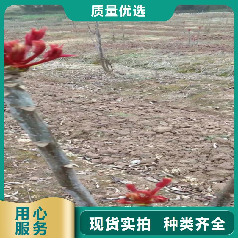 香椿板栗苗價(jià)格低