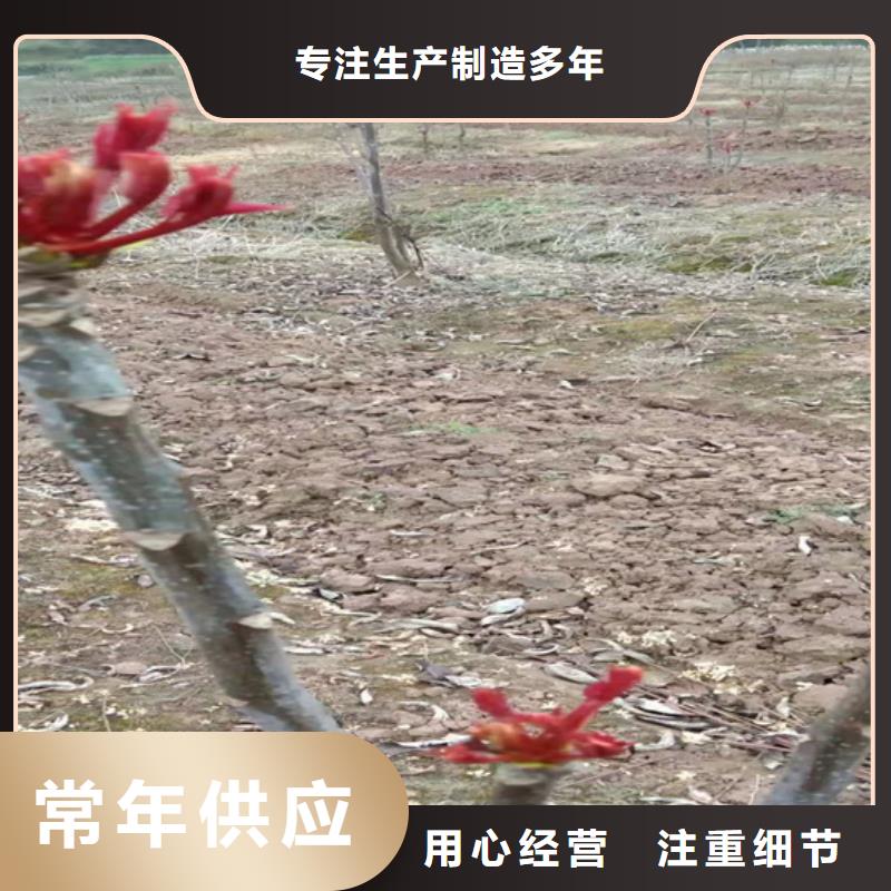 【香椿】蘋果苗追求細(xì)節(jié)品質(zhì)
