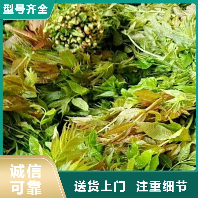 【香椿,桃樹苗供貨及時】