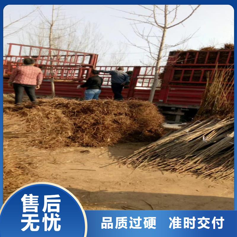 石榴树视频-石榴树-江苏省无锡市北塘|滨湖|镇江|南京|盐城|苏州|徐州【同城】 【附近】货源