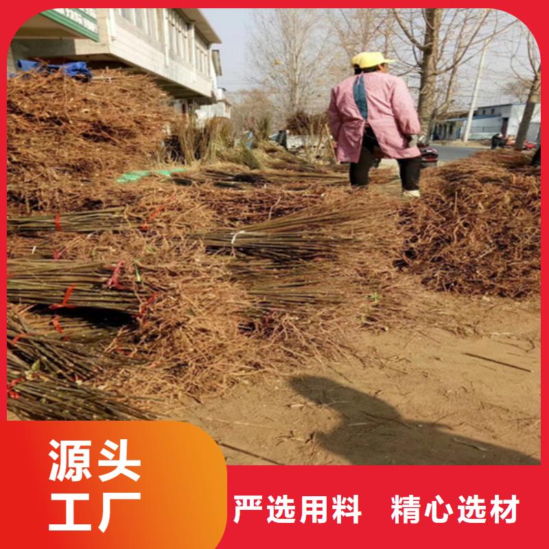香椿_蘋果苗產品參數