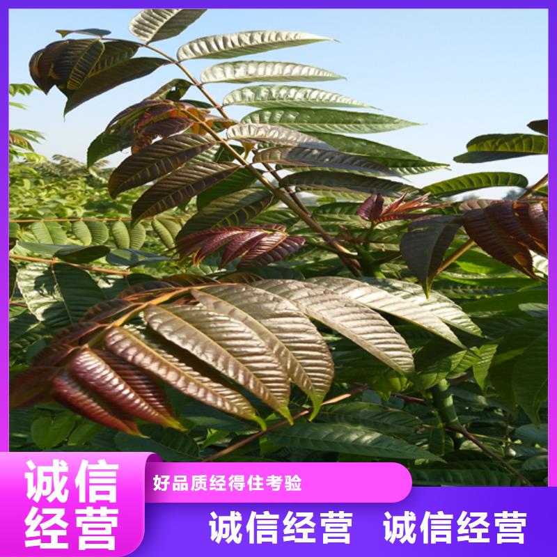 石榴树视频-石榴树-江苏省无锡市北塘|滨湖|镇江|南京|盐城|苏州|徐州【同城】 【附近】货源