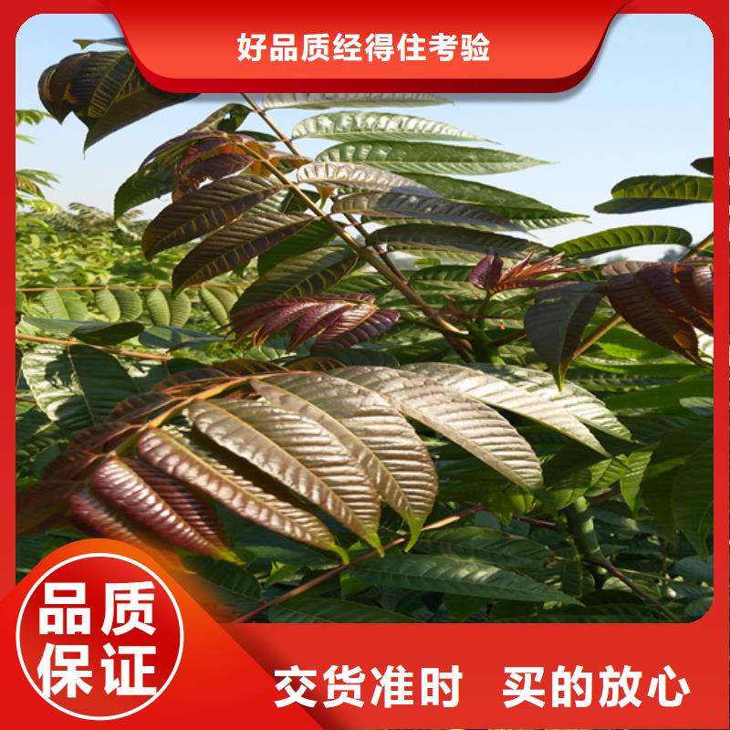 香椿_蘋果苗產品參數