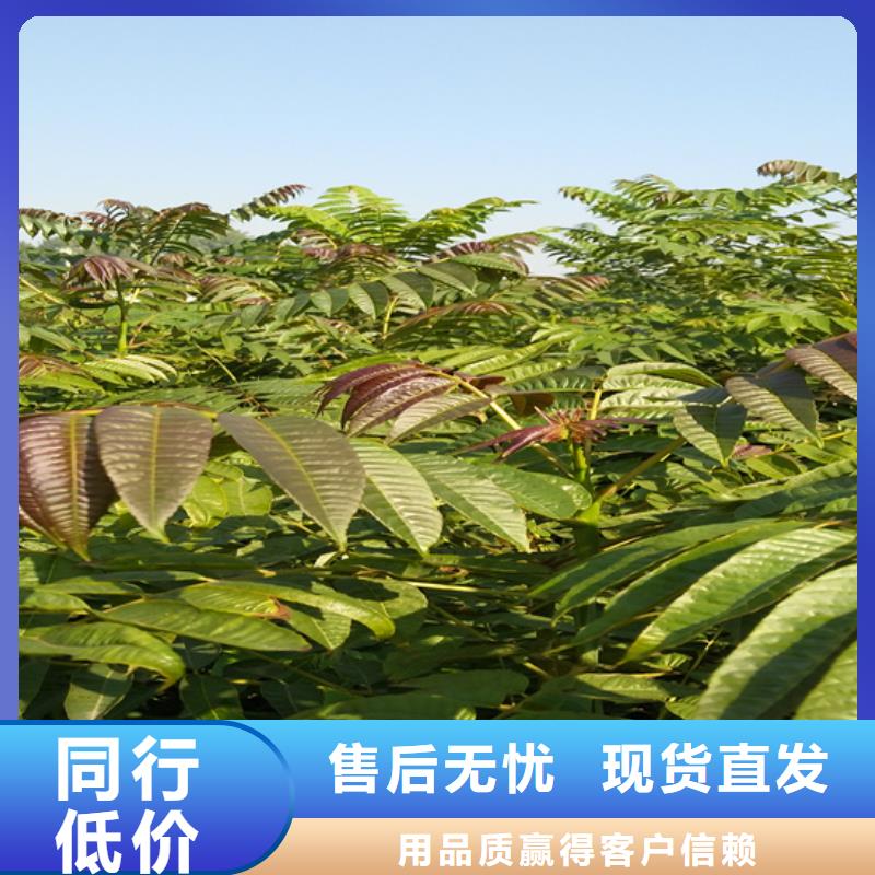 香椿,蘋果苗市場(chǎng)行情