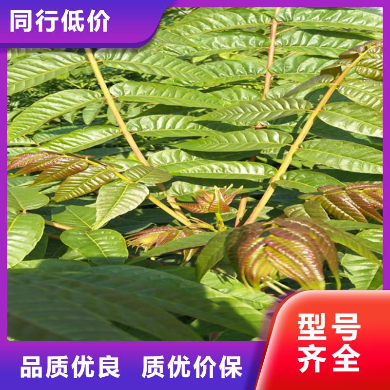 石榴树视频-石榴树-江苏省无锡市北塘|滨湖|镇江|南京|盐城|苏州|徐州【同城】 【附近】货源