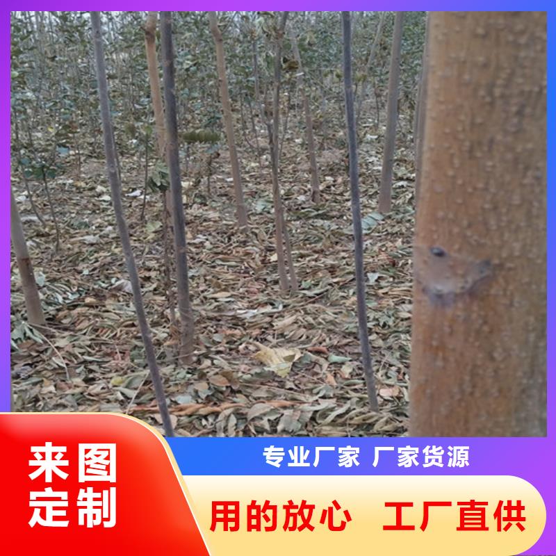石榴树视频-石榴树-江苏省无锡市北塘|滨湖|镇江|南京|盐城|苏州|徐州【同城】 【附近】货源
