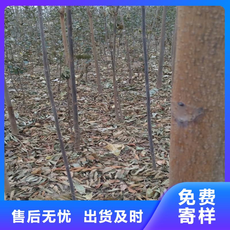 香椿板栗苗價(jià)格低