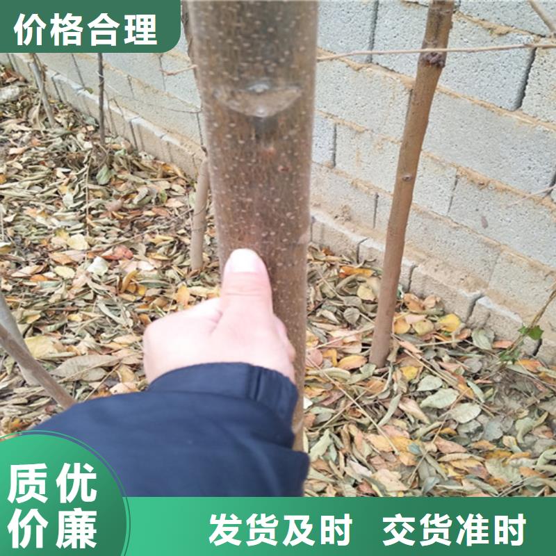 石榴树视频-石榴树|浙江省金华市|东阳|磐安|湖州|丽水|台州|温州|衢州|嘉兴