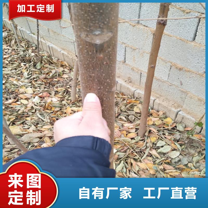 香椿板栗苗價(jià)格低