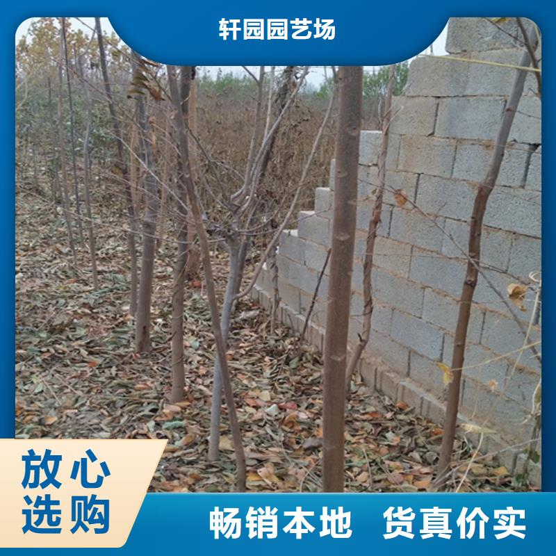 【香椿】蘋果苗追求細(xì)節(jié)品質(zhì)