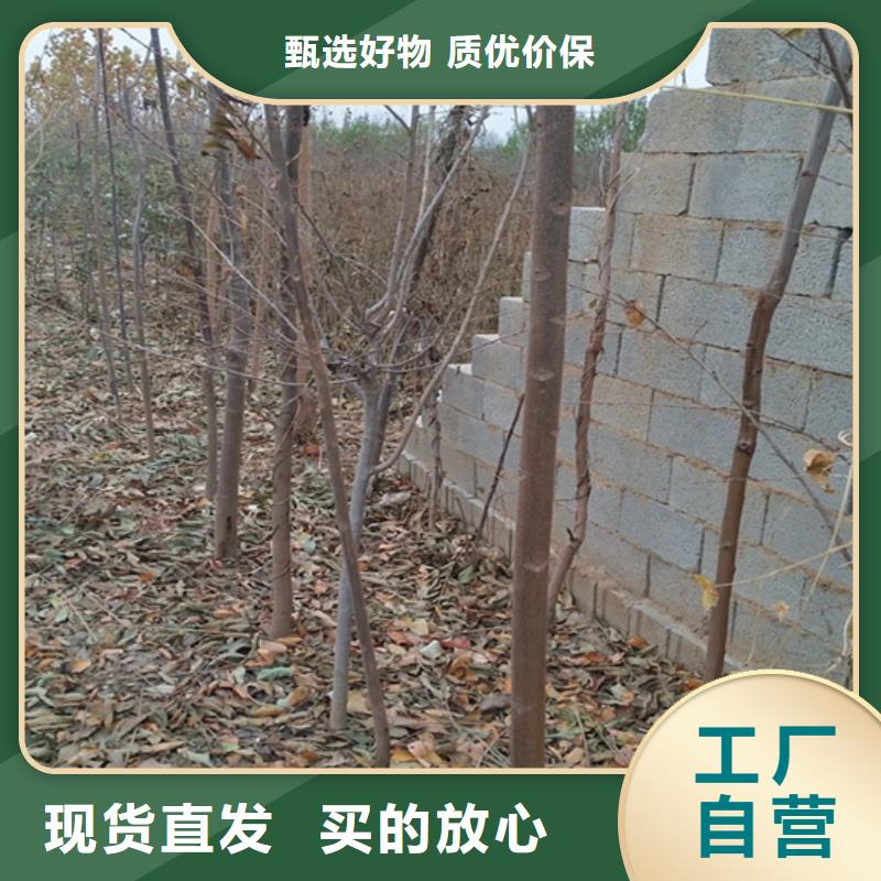 石榴树视频-石榴树-江苏省无锡市北塘|滨湖|镇江|南京|盐城|苏州|徐州【同城】 【附近】货源