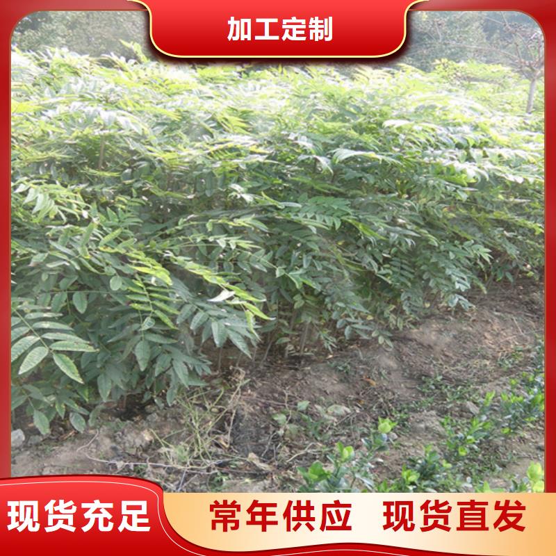 香椿,苹果苗市场行情