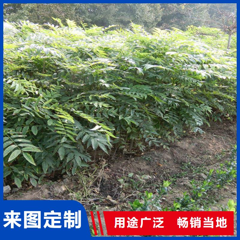 香椿,板栗苗按需定制