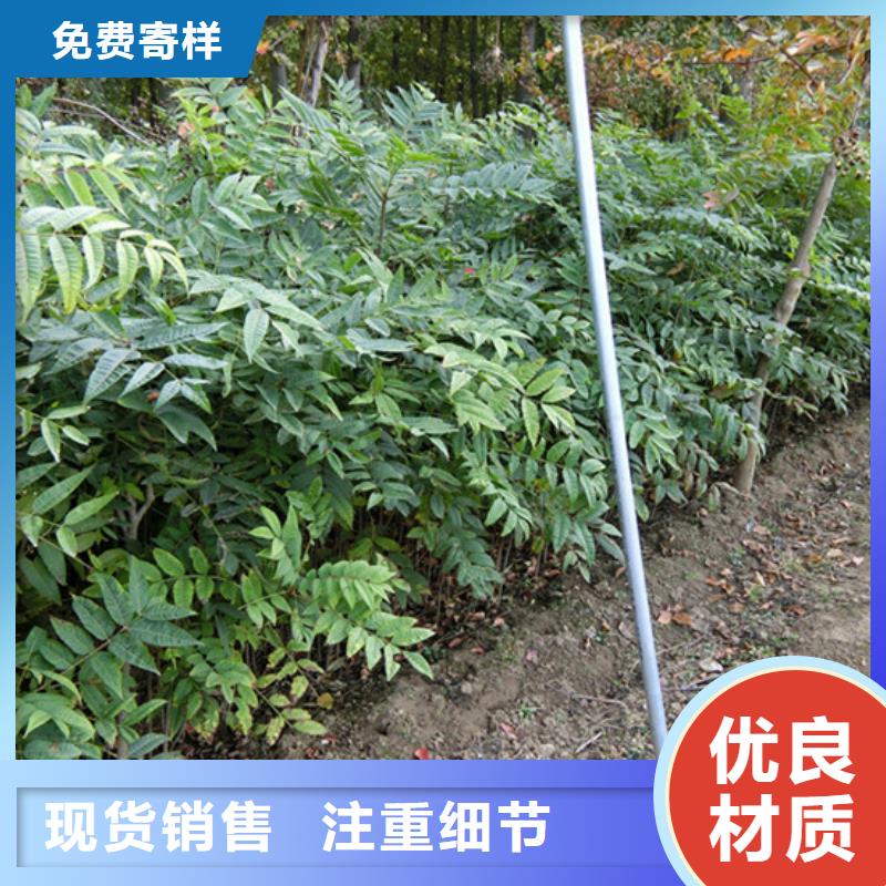 香椿,蘋果苗市場(chǎng)行情
