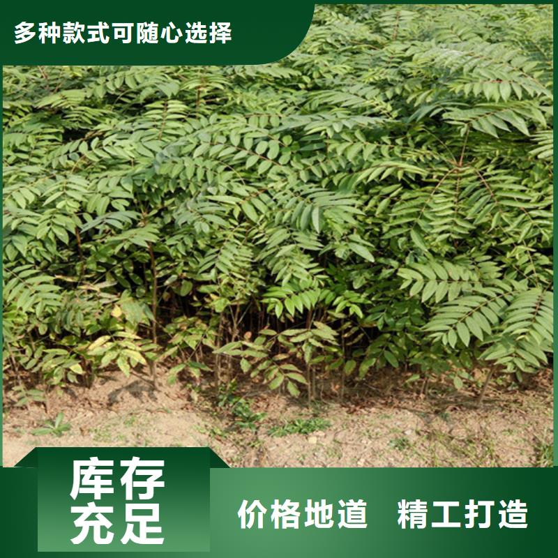 香椿蘋果苗主推產品
