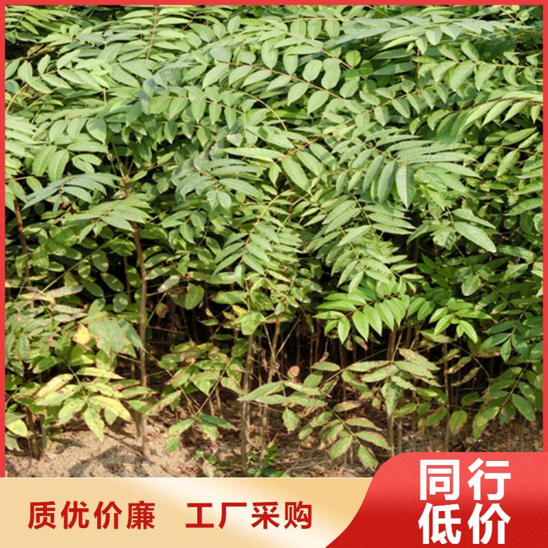 石榴树视频-石榴树|浙江省金华市|东阳|磐安|湖州|丽水|台州|温州|衢州|嘉兴