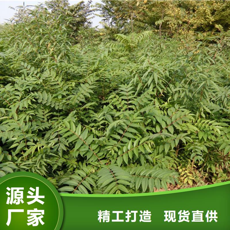 【香椿猕猴桃苗细节之处更加用心】