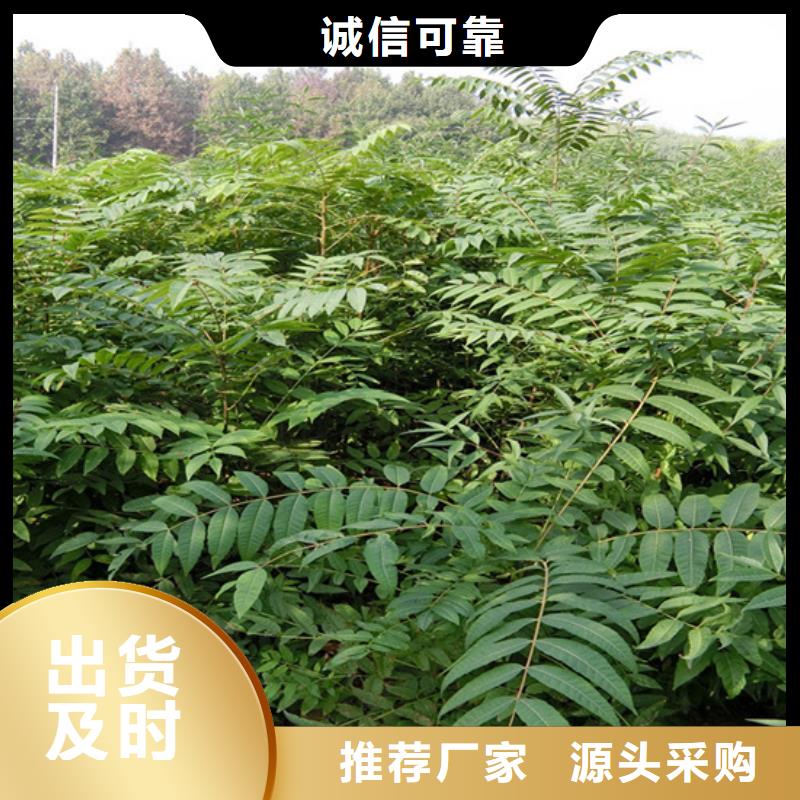 石榴树视频-石榴树|浙江省金华市|东阳|磐安|湖州|丽水|台州|温州|衢州|嘉兴