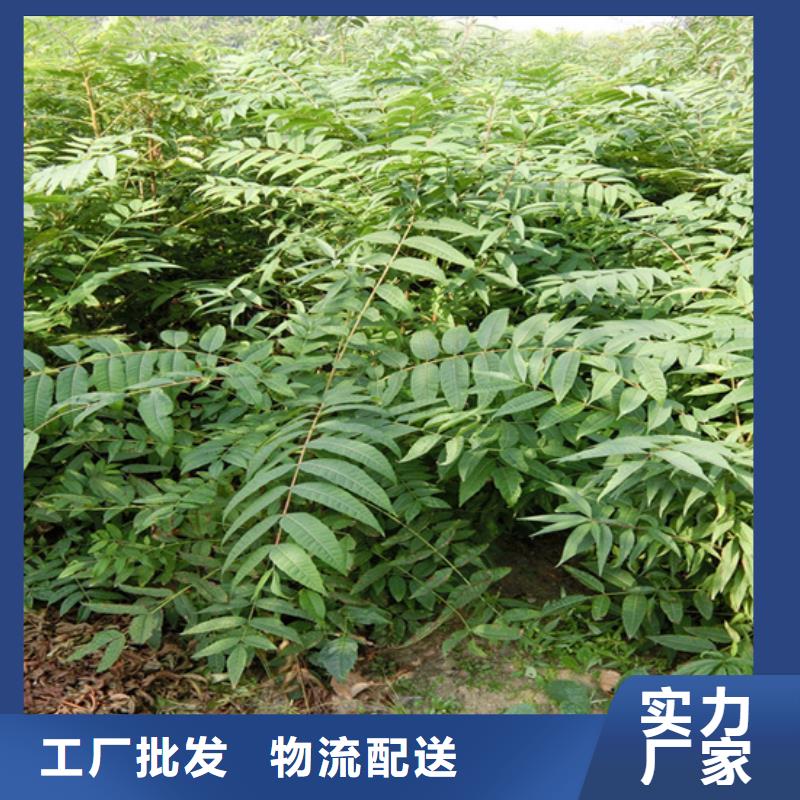 石榴树视频-石榴树|浙江省金华市|东阳|磐安|湖州|丽水|台州|温州|衢州|嘉兴