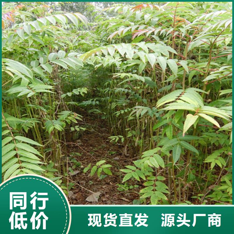 香椿蘋果苗主推產品