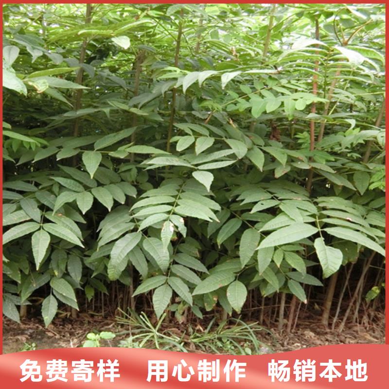 香椿_蘋果苗產品參數