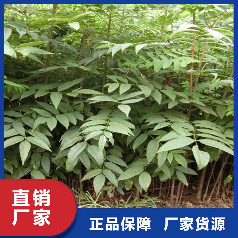【香椿猕猴桃苗细节之处更加用心】