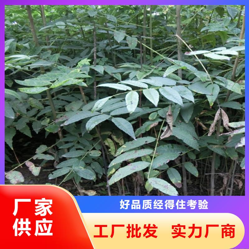 香椿,蘋果苗市場(chǎng)行情