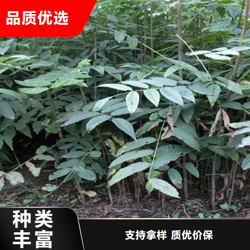 石榴树视频-石榴树|浙江省金华市|东阳|磐安|湖州|丽水|台州|温州|衢州|嘉兴