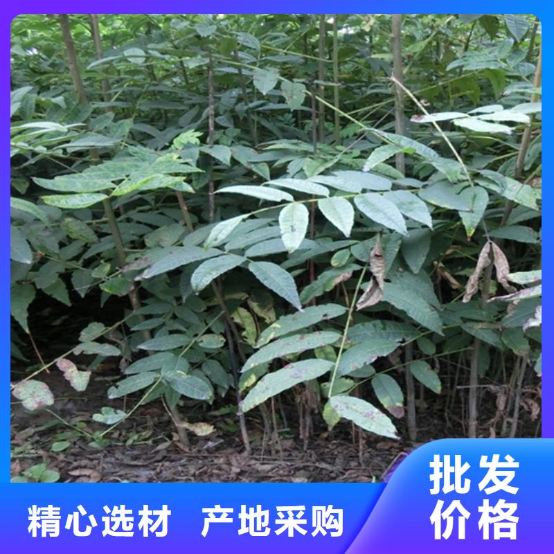 香椿_蘋果苗產品參數