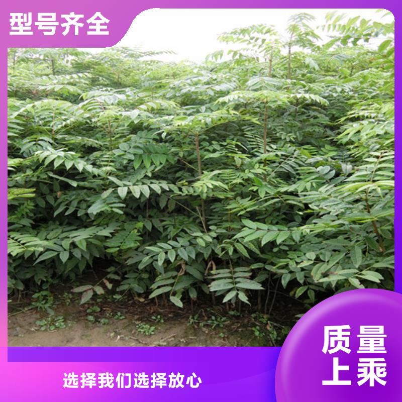 【香椿猕猴桃苗细节之处更加用心】