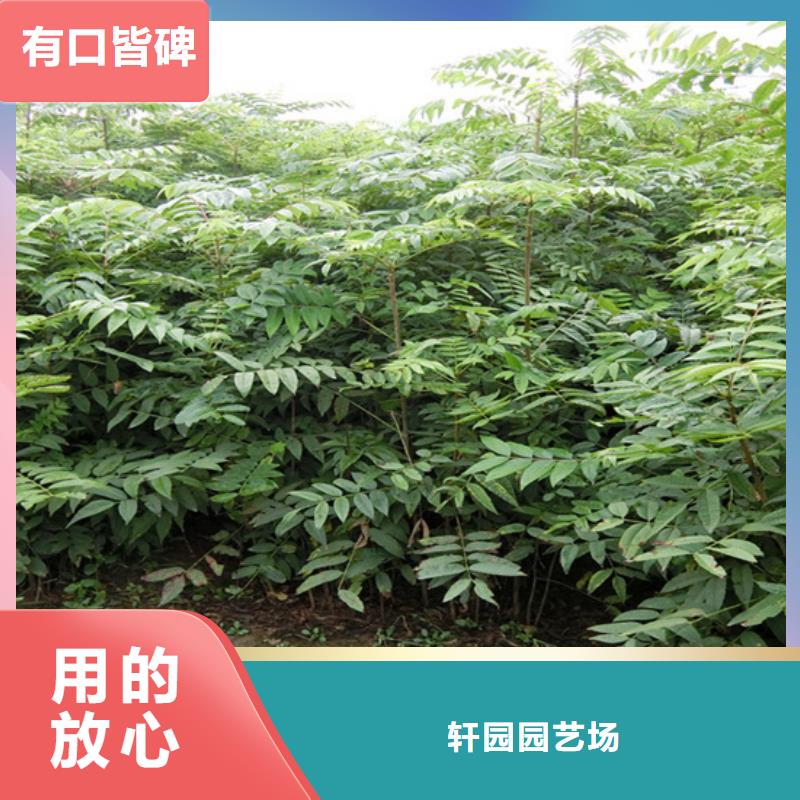 香椿_蘋果苗產品參數