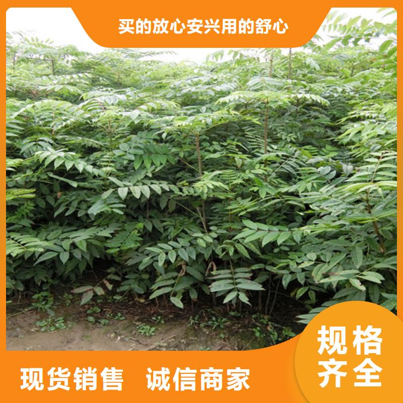 香椿,板栗苗按需定制