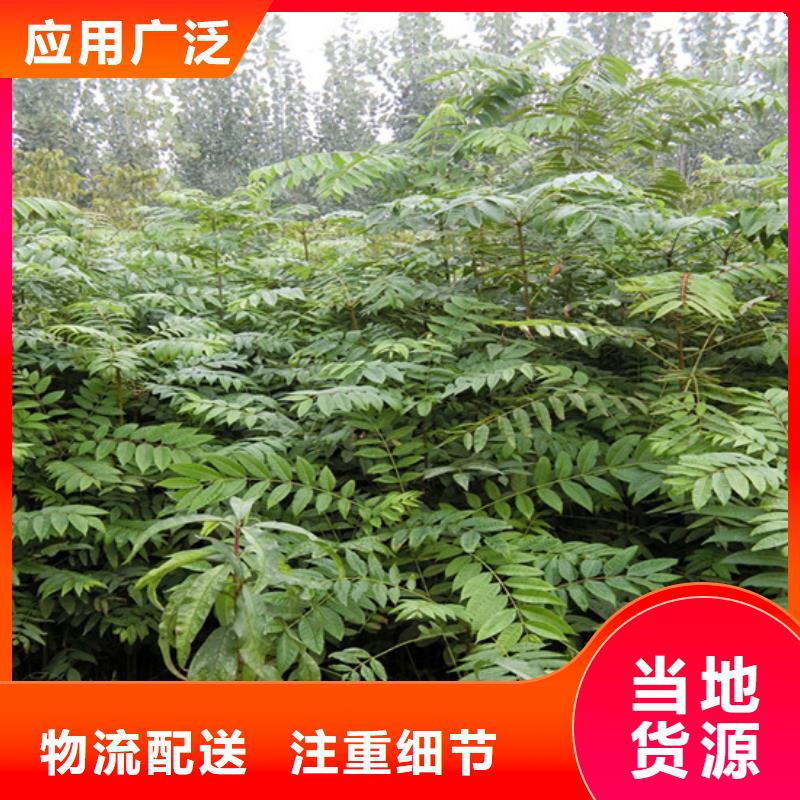 香椿梨樹苗誠信為本