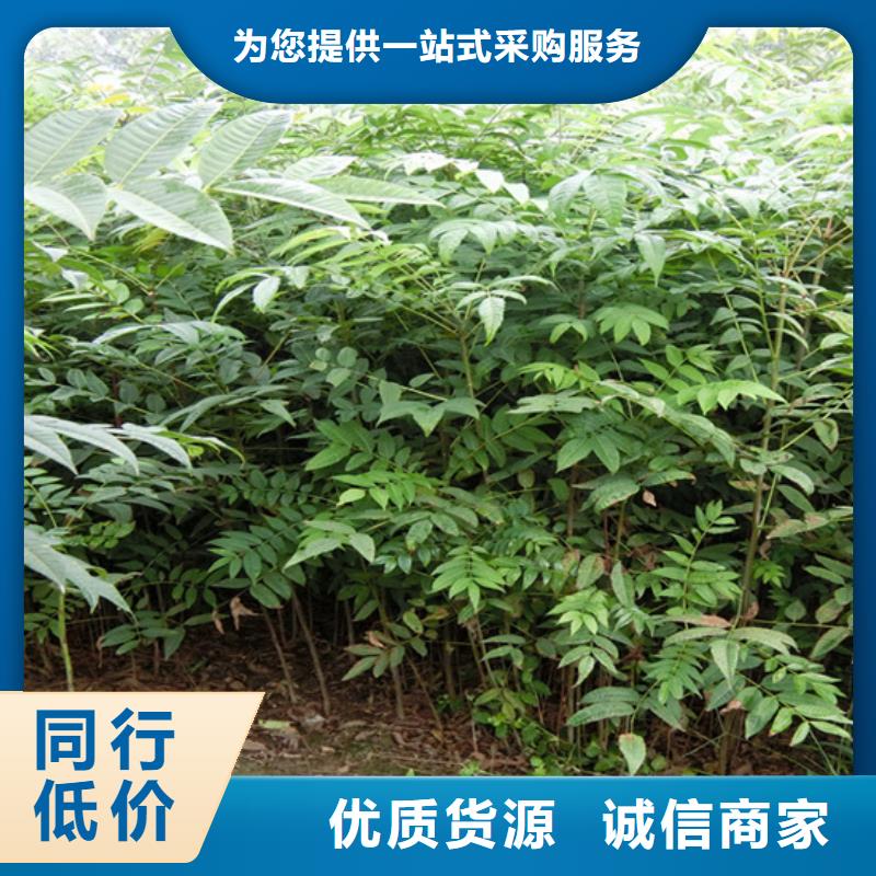 香椿,苹果苗市场行情