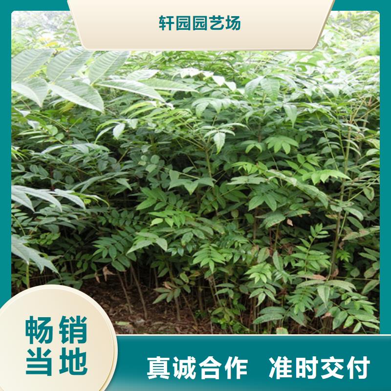 香椿_蘋果苗產品參數