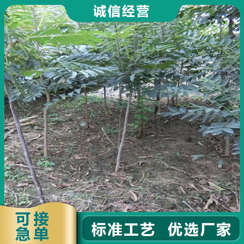 香椿_蘋果苗產品參數