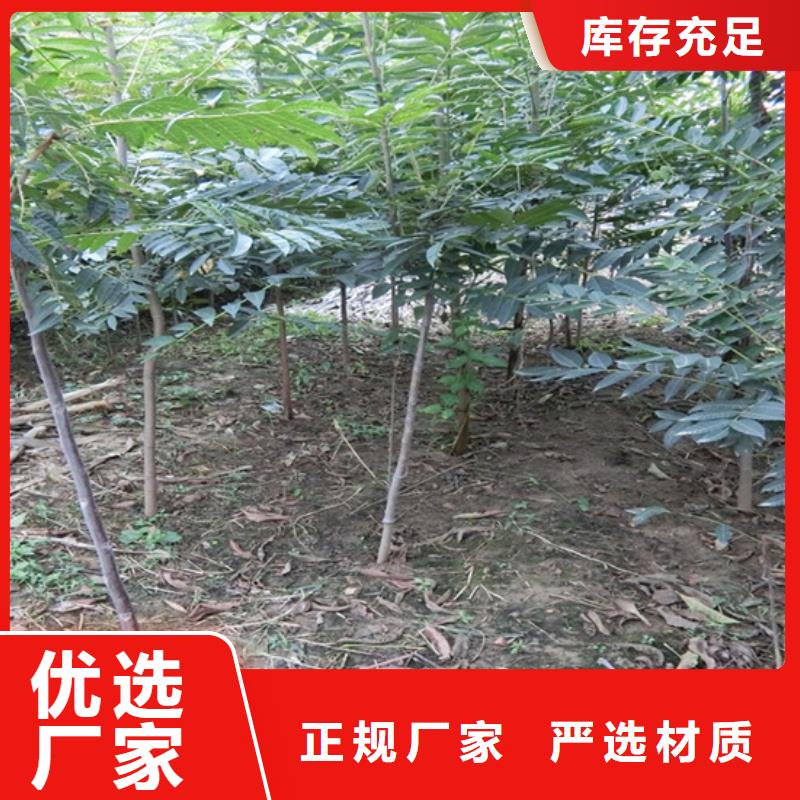 香椿蘋果苗主推產品