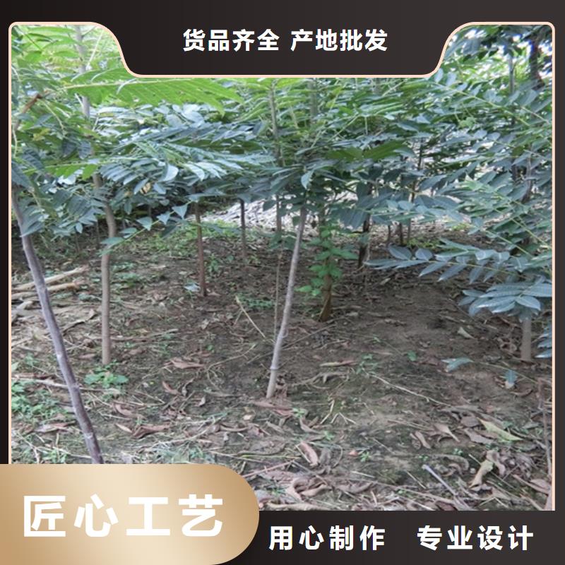 香椿板栗苗價(jià)格低