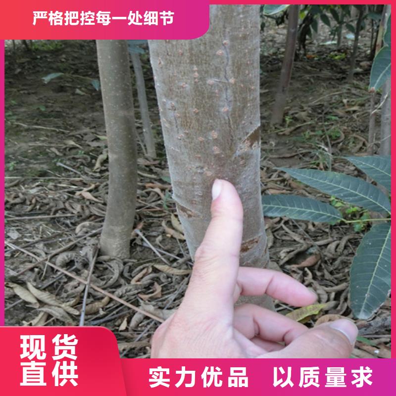 香椿梨樹苗誠信為本