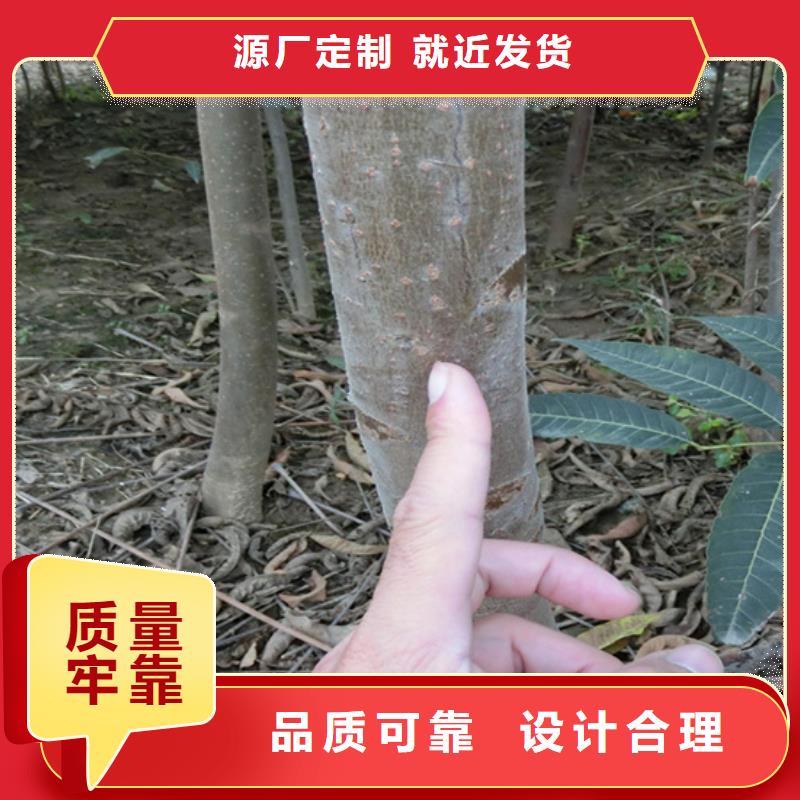 香椿,苹果苗市场行情