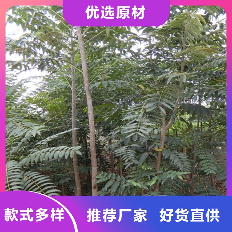 香椿_蘋果苗產品參數