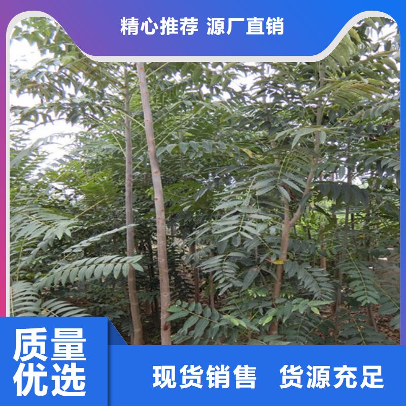 【香椿猕猴桃苗细节之处更加用心】