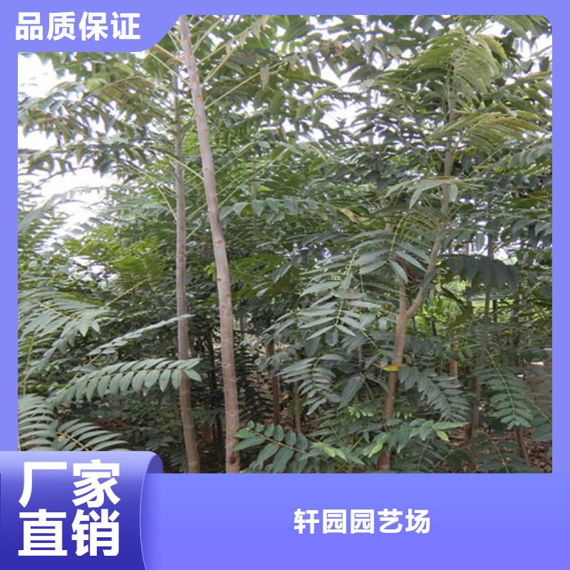 香椿,苹果苗市场行情