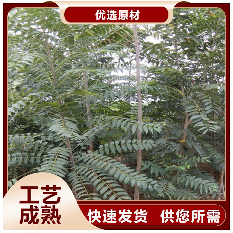 香椿,板栗苗按需定制
