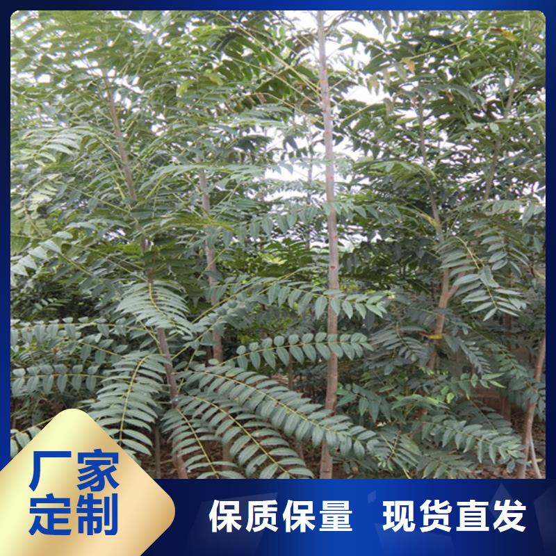 香椿,蘋果苗市場(chǎng)行情