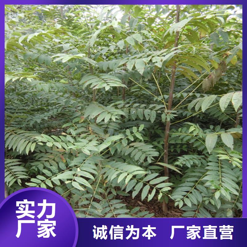 香椿,板栗苗按需定制