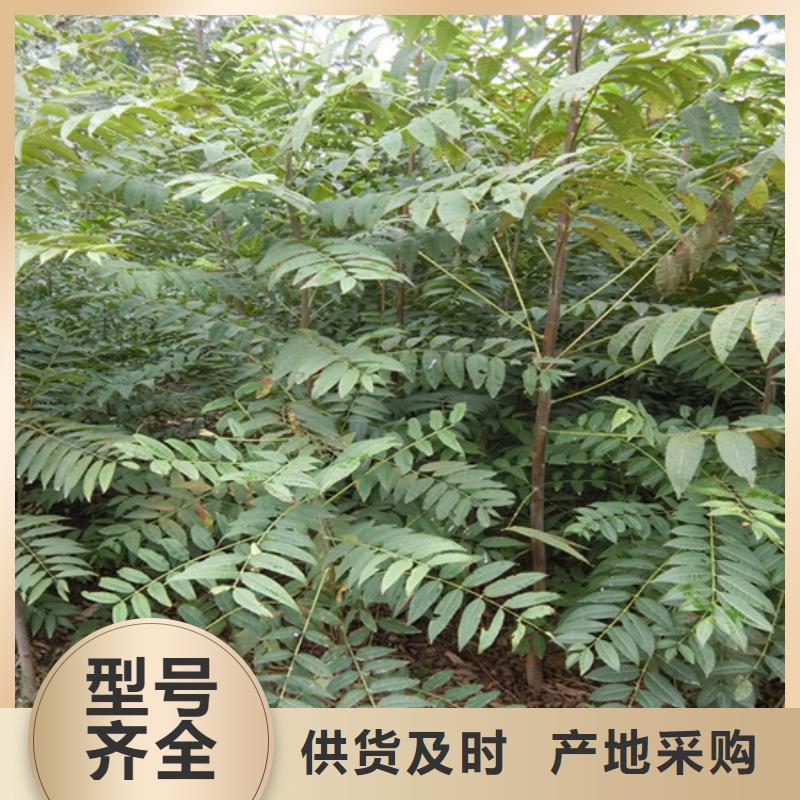 香椿_蘋果苗產品參數