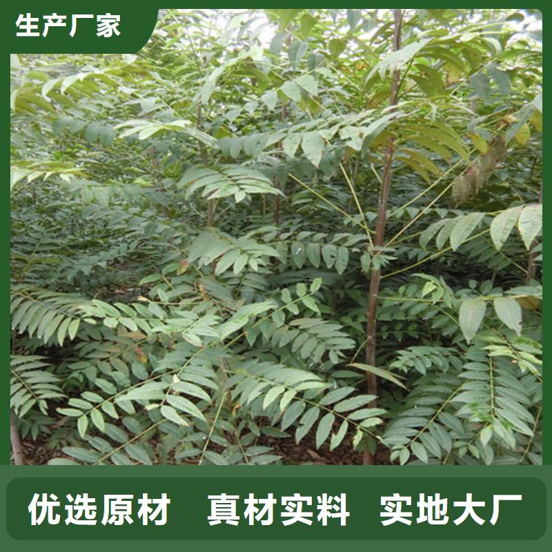 香椿,苹果苗市场行情