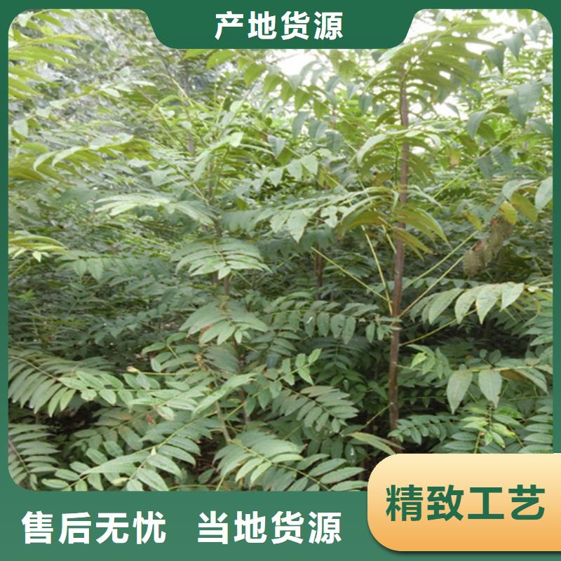石榴树视频-石榴树|浙江省金华市|东阳|磐安|湖州|丽水|台州|温州|衢州|嘉兴