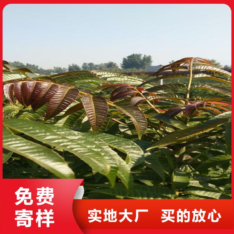 【香椿猕猴桃苗细节之处更加用心】